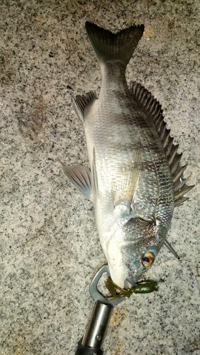 チヌの釣果