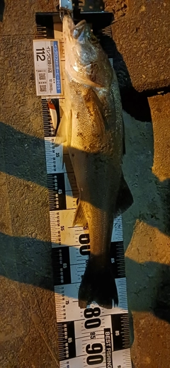 マルスズキの釣果