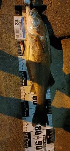 マルスズキの釣果