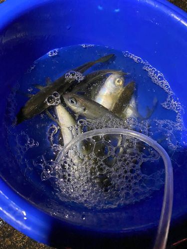 キジハタの釣果