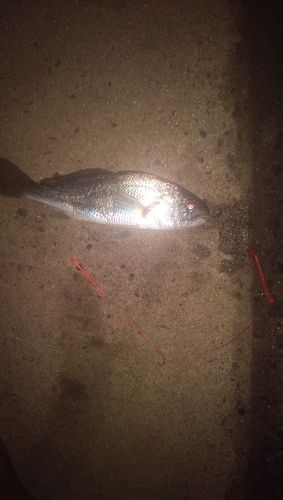 イシモチの釣果