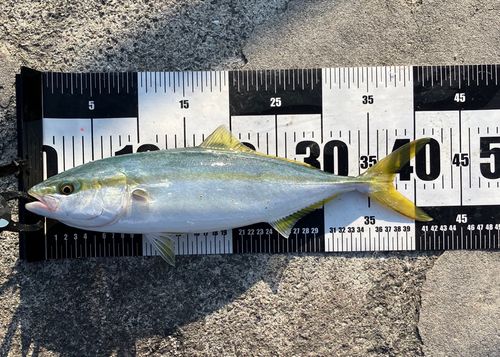 ハマチの釣果