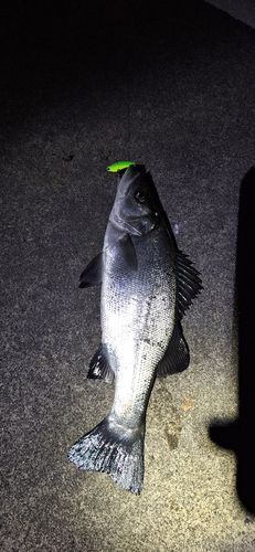 ヒラスズキの釣果