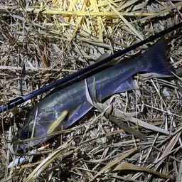 セイゴ（マルスズキ）