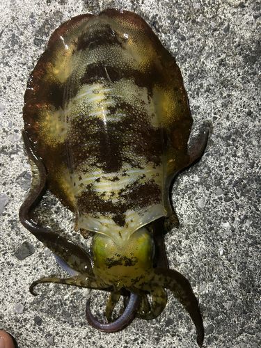 アオリイカの釣果