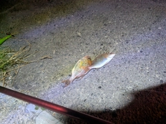 チャリコの釣果