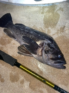 クロソイの釣果