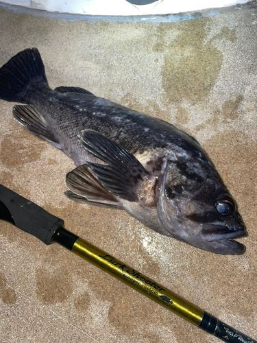 クロソイの釣果