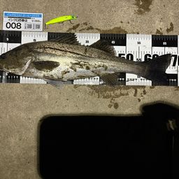 立田大橋開通記念 立田大橋開通記念 瀬戸大橋開通記念純金メダル(20g)の買取価格｜金貨