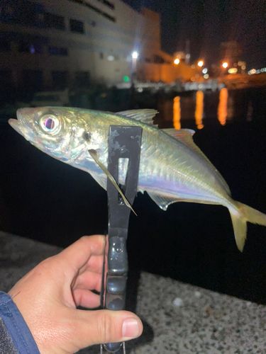 マアジの釣果