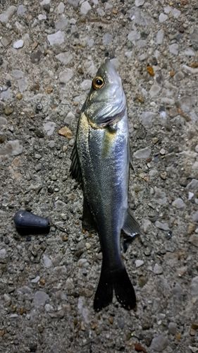 セイゴ（ヒラスズキ）の釣果