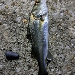 セイゴ（ヒラスズキ）