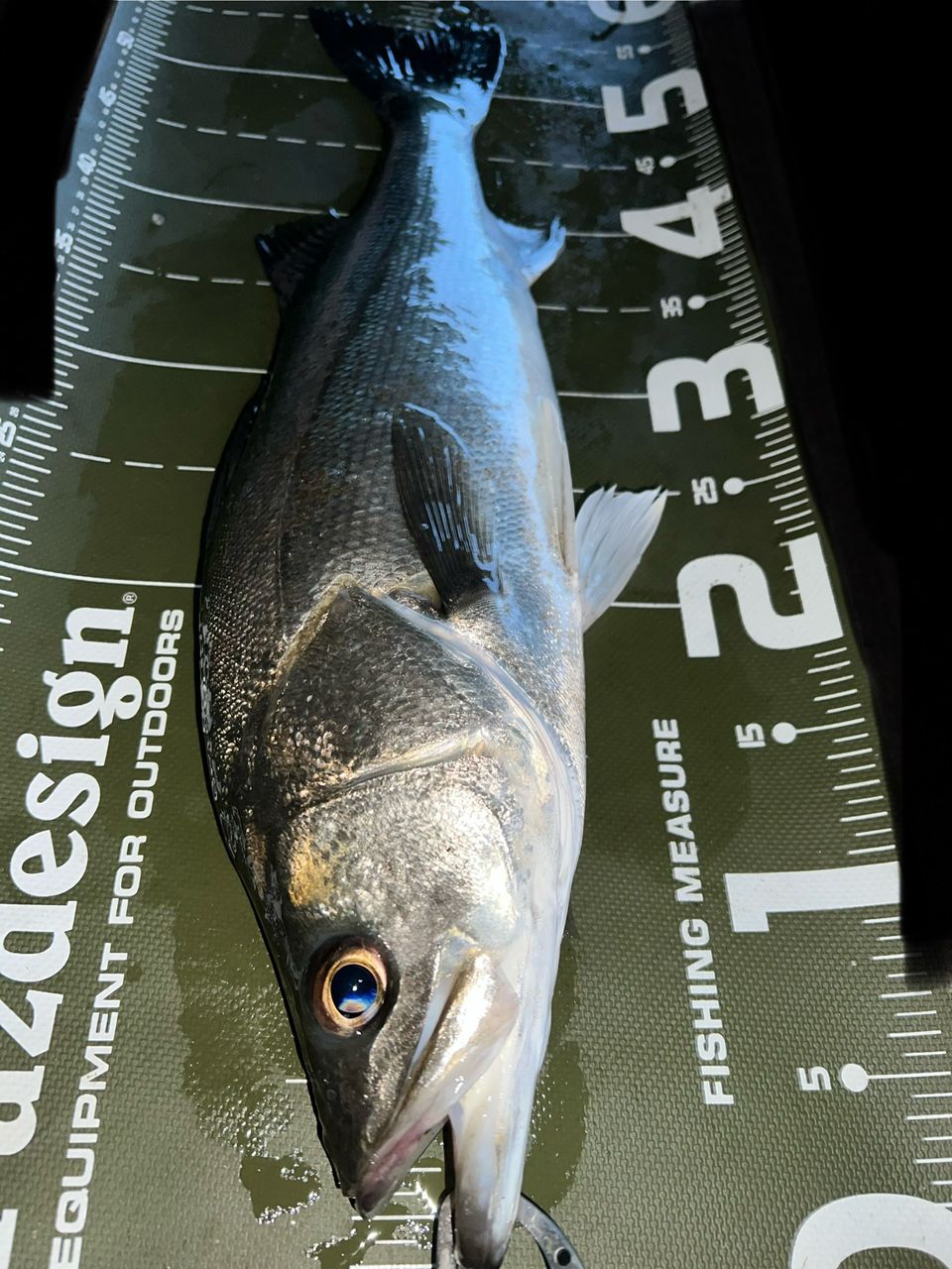 DAIWA 19ラテオ R 93Mの最安値・インプレ・釣果 | 本音の口コミが