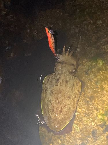 コウイカの釣果