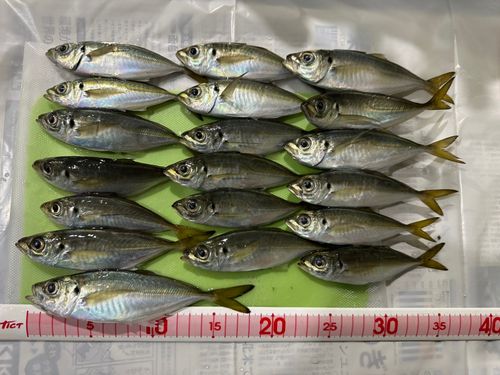 アジの釣果