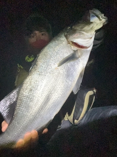 ヒラスズキの釣果