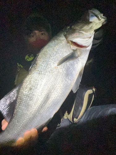 ヒラスズキの釣果