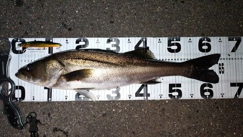 シーバスの釣果