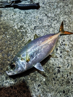 メアジの釣果