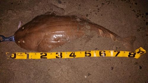 カスザメの釣果