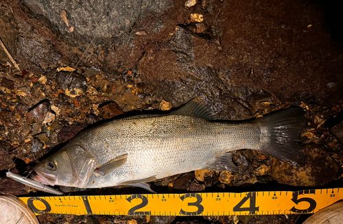 ヒラスズキの釣果