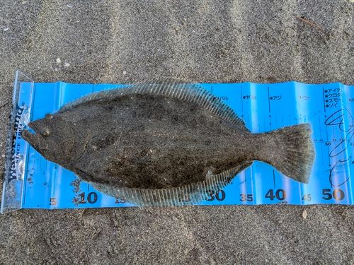 ヒラメの釣果