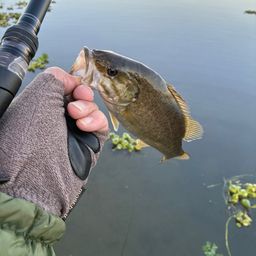 スモールマウスバス