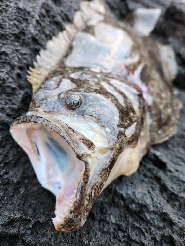 ヒラメの釣果