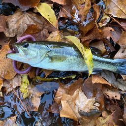 ラージマウスバス