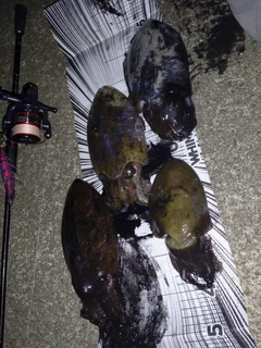 モンゴウイカの釣果