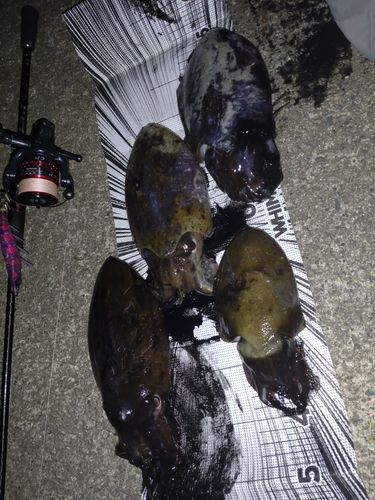 モンゴウイカの釣果