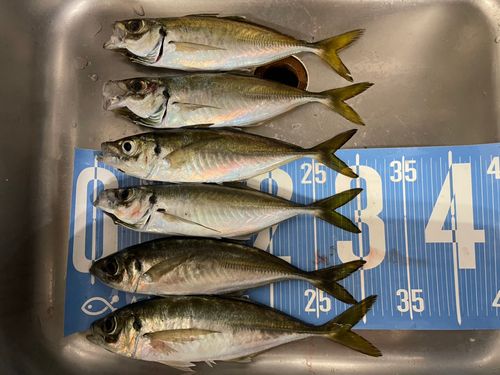 アジの釣果