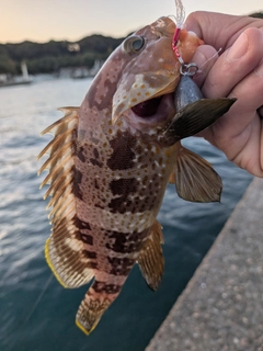 アオハタの釣果