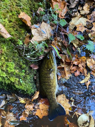 スモールマウスバスの釣果