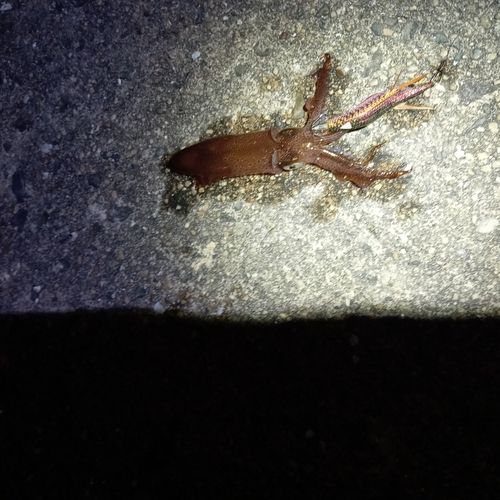 ヒイカの釣果