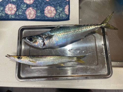 カマスの釣果