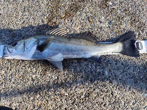 フッコ（タイリクスズキ）の釣果