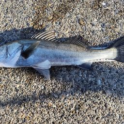 フッコ（タイリクスズキ）