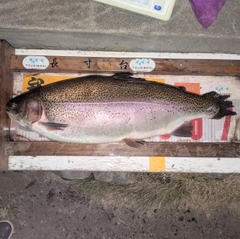 レインボートラウトの釣果