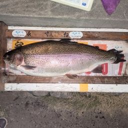 レインボートラウト