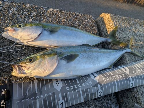 ヤズの釣果