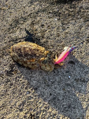 コウイカの釣果