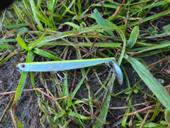 オイカワの釣果