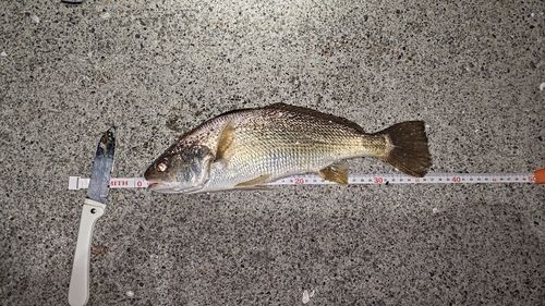 イシモチの釣果