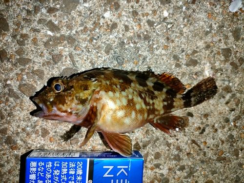 ガシラの釣果