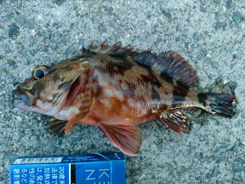 ガシラの釣果