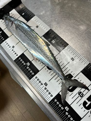 サゴシの釣果