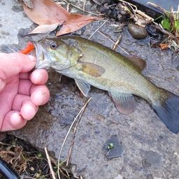 スモールマウスバス