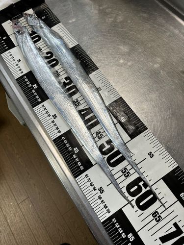 タチウオの釣果