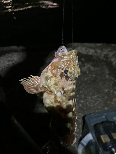 泉佐野食品コンビナート